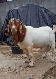 Kambing Boer