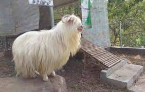 Kambing Gembrong