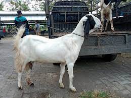 Kambing Jawarandu